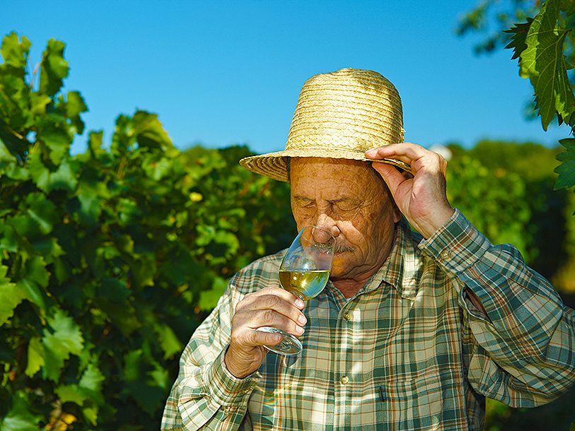 I Alsace lever og ånder man med vinen